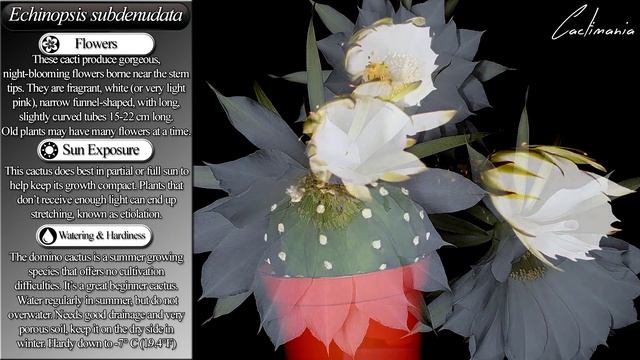 Cactus & Succulent Spotlight | Echinopsis Subdenudata | Narrated by Malcolm Miller