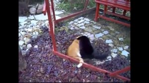 Cats . Кошки. Кошачьи разборки 1. Бой котов.Cat fight  Часть 3
