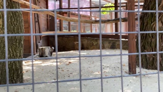 Белый аист смотреть онлайн