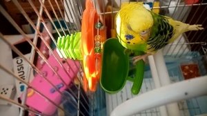 ?Что любят волнистые попугаи?