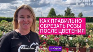 Как правильно обрезать розы после цветения. Агроном питомника растений ЁЛЫ-ПАЛЫ