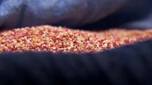 Bolivie : l'année du quinoa