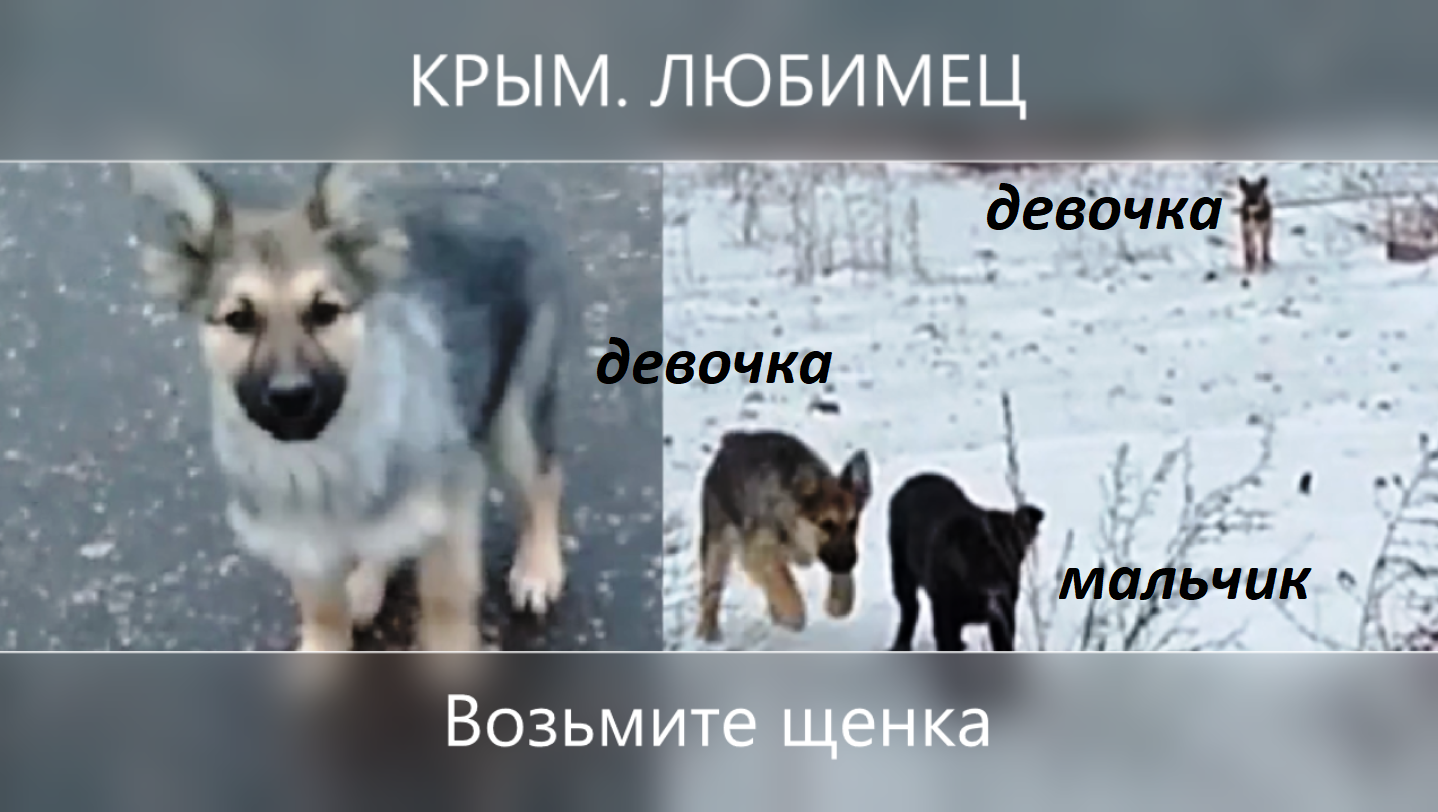 Возьмите щенка