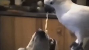 Анна Куркурина -учитесь добру и взаимопониманию