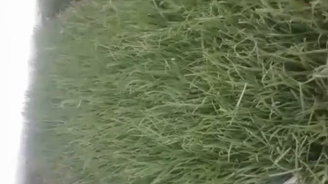 ПОДКОРМКА ЛУКА НА ПЕРО 2 продолжение. смотреть онлайн