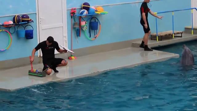 Картина нарисованная дельфинами смотреть онлайн