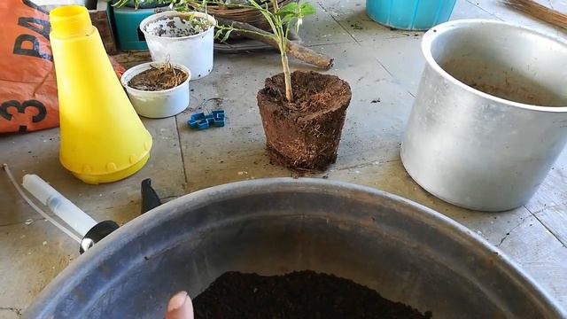 मिर्ची के पौधे को रिपोट कैसे करे REPOTTING MY CHILLI PLANT смотреть онлайн