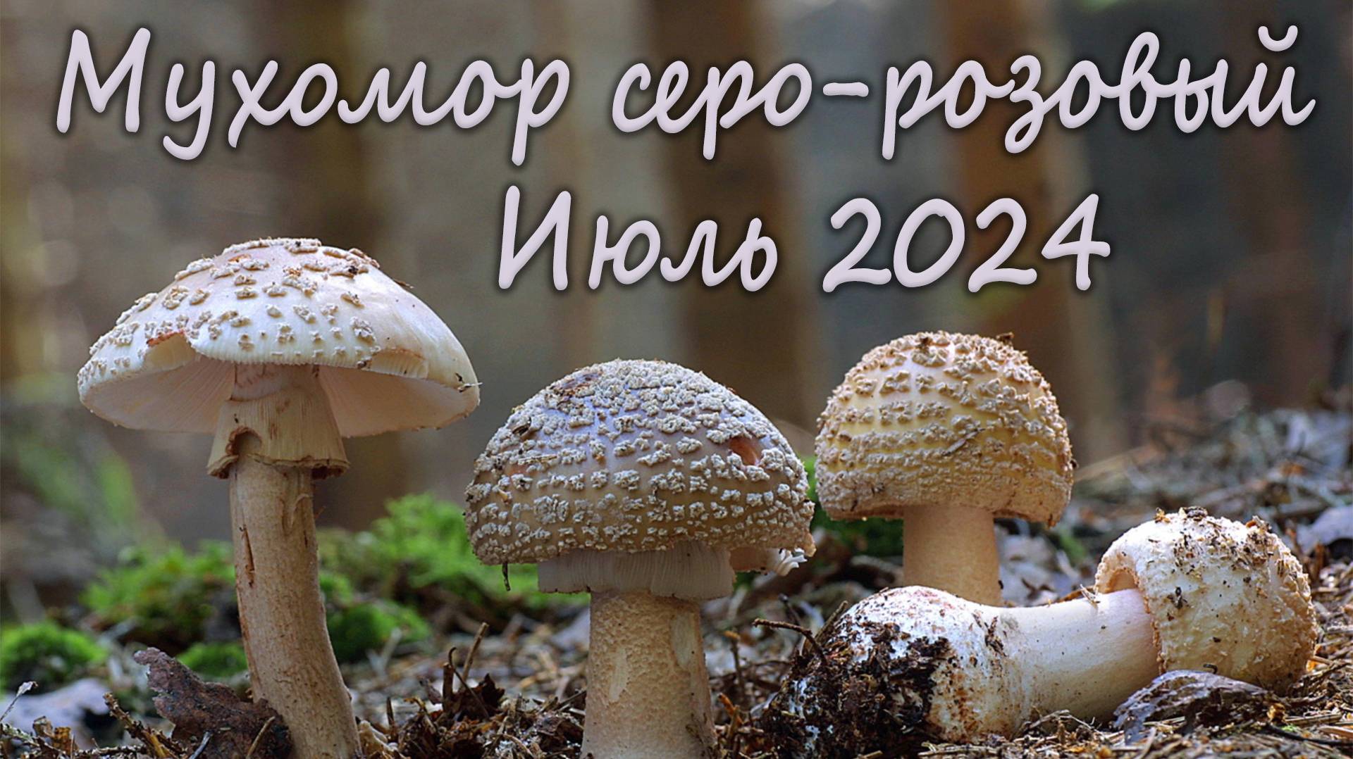 Мухоморы серо-розовые. Июль 2024 года смотреть онлайн