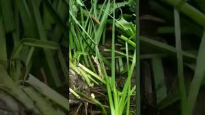 как отделить детку книфофии