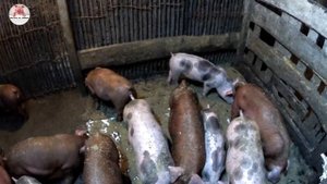 Вес поросят в 2 месяца породы дюрок/пьетрен /гибридный дюрок/продал всех поросят /сарай опустел