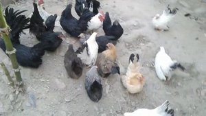 Куры парода самурайский Шабо 6 месяц