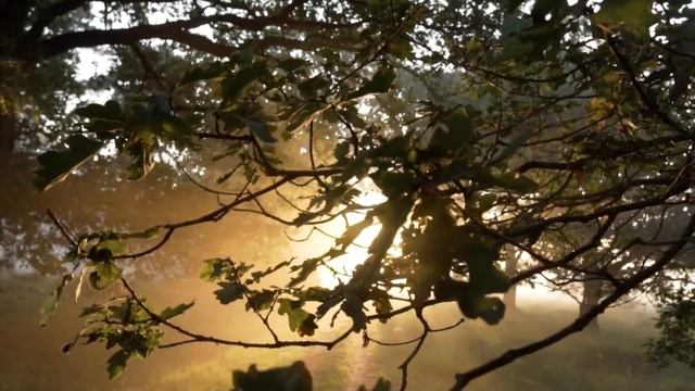 Музыкотерапия. Очень красивая музыка с пением птиц смотреть онлайн