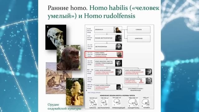 Происхождение человека | Станислав Дробышевский