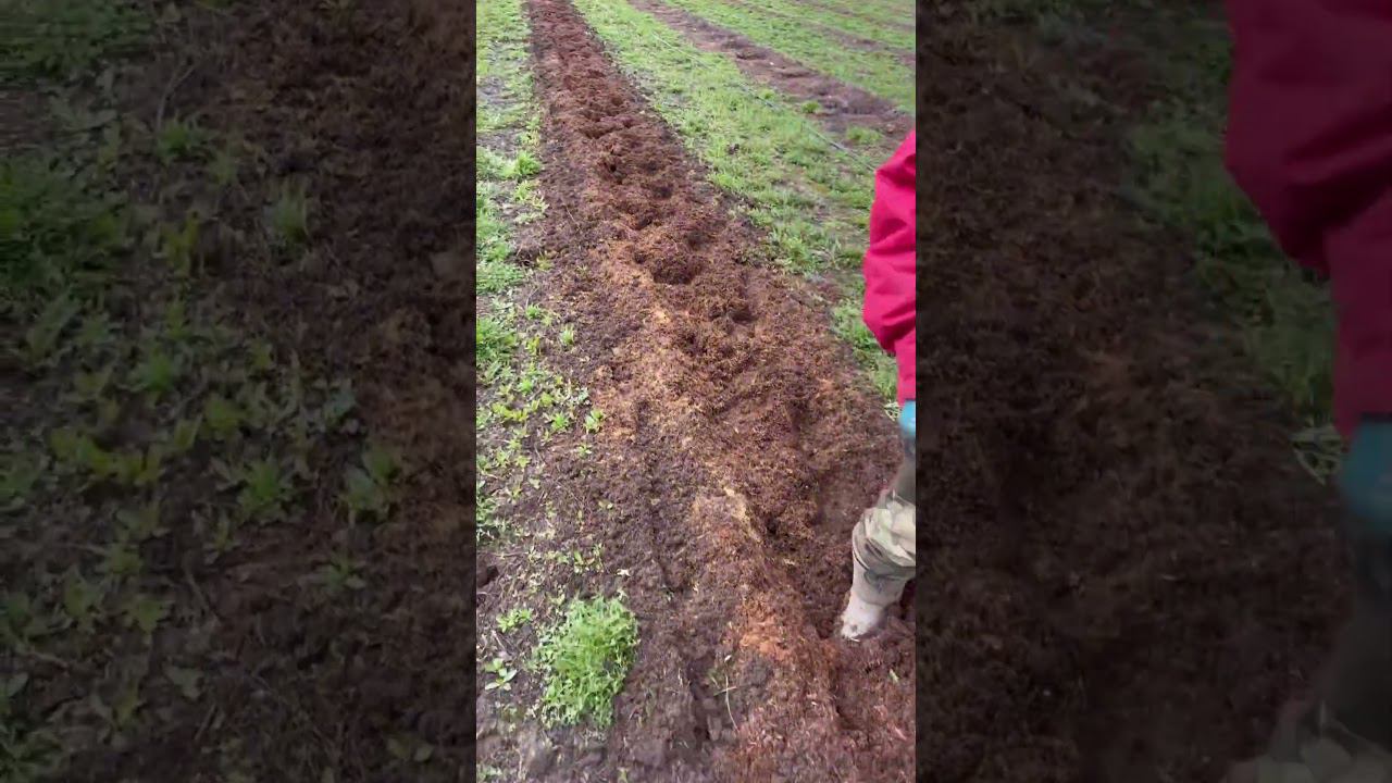 Добавляем грунт к субстрату для голубики. #голубика #подмосковье смотреть онлайн