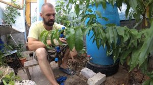 Автоматический полив из бочки, легко и просто.