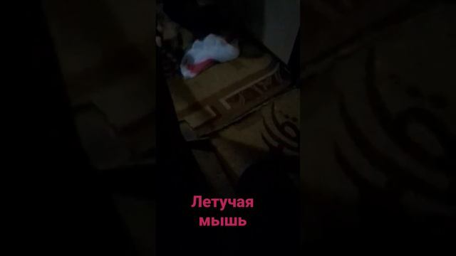 Летучая мышь в доме смотреть онлайн