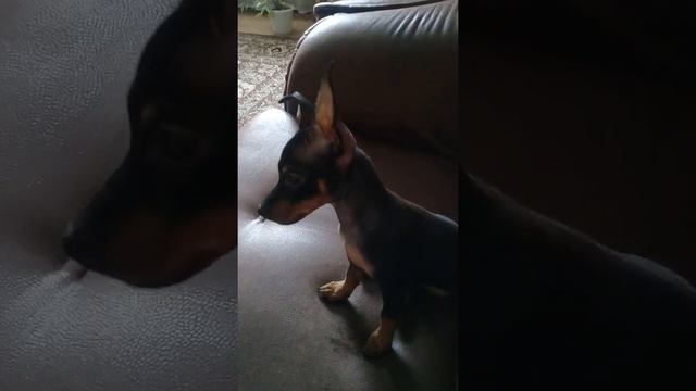 Карликовый пинчер смотреть онлайн