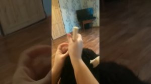 Как поставить уши шнауцеру часть 2. Подмотка