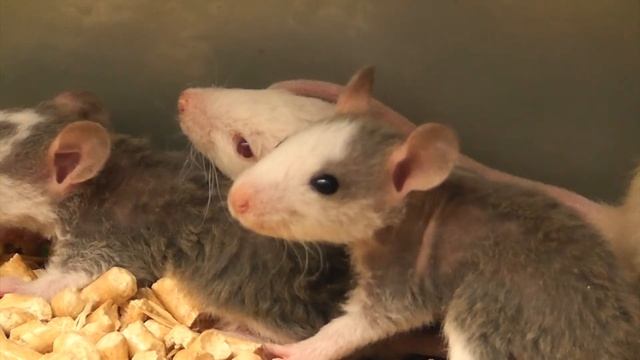 Чем опасны грызуны? смотреть онлайн