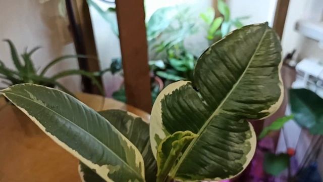 Фикус эластика белиз после пересадки / Разветвила фикус эластика смотреть онлайн