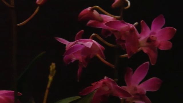 Dendrobium Berry Oda смотреть онлайн