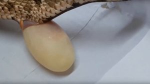 Տեսե՞լ եք, թե ինչպես են օձերը ձու դնում / Как рожают змеи