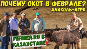 Даём второй шанс для 1000 овец. Сколько баранов нужно на одну отару для естественного осеменения?