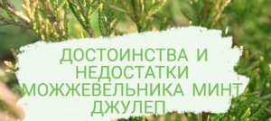 ДОСТОИНСТВА И НЕДОСТАТКИ МОЖЖЕВЕЛЬНИКА МИНТ ДЖУЛЕП.