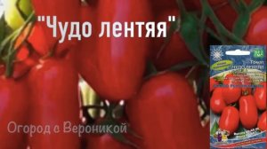 Гроздевые МЕГАУРЖАЙНЫЕ томаты, два ЛУЧШИХ сорта для холодных регионов