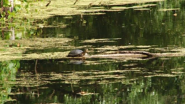 Дикая черепаха в Воронеже смотреть онлайн