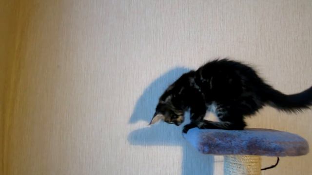 Чудесный черный котик мейн кун. смотреть онлайн