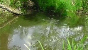 Ловля голавля на воблеры в микроречке