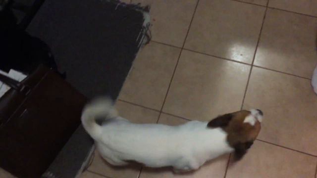 Собака провинилась. Съел весь корм у кролика. Джек Рассел. Проказа смотреть онлайн