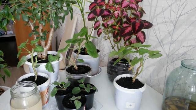 Удобрение из банановой кожуры для растений.