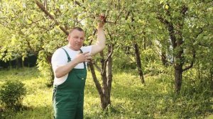 Самый ЭФФЕКТИВНЫЙ способ обработки яблони от болезней