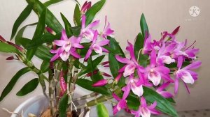 Дендробиум Rainbow Dance Akazukin