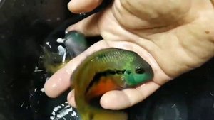 Никарагуанская цихлазома. Cichlasoma nicaraguensis