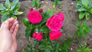 Помпонная роза Ред Пиано, rose Red Piano. обзор цветения на 2 июля 2023
