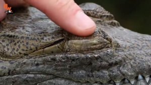 КРОКОДИЛ vs АЛЛИГАТОР в чем различие........