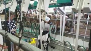 Доение молочных овец лакон