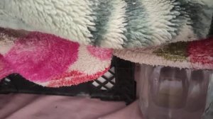 Как мы обогревали цыплят, когда отключили свет.