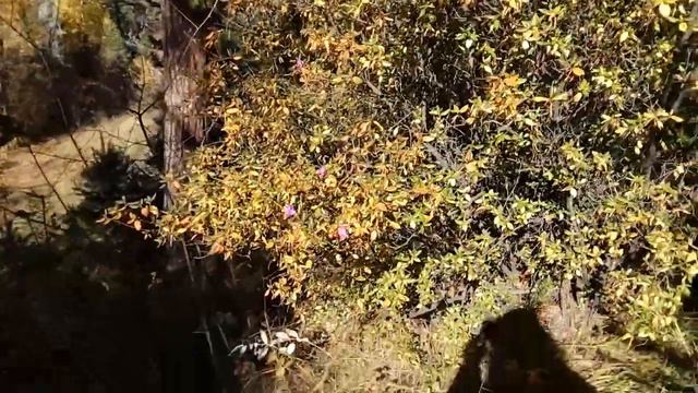 Алтай. Сентябрь. Цветет маральник