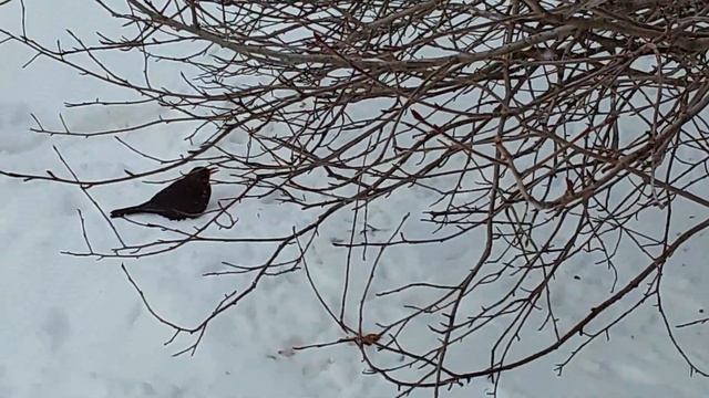 Самка черного дрозда прилетела на кормушку из Усадьбы Сосновка смотреть онлайн