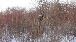 Летняя окулировка результат прививки яблони. Яблоневая загадка