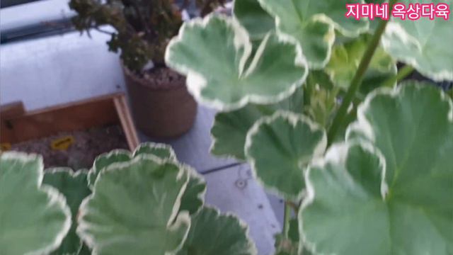 지미네 옥상다육 #골드제라늄 #화이트링 #애플블로썸 #플럼램블러 뜨거운 여름 옥상 하우스안에서 #제라늄 꽃이 피고지고 계속됩니다. смотреть онлайн