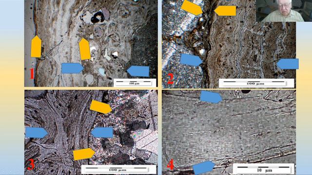 Wykład 50. Mineralogia kości. Dewon-czasy wspólczesne. смотреть онлайн