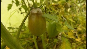 Какую теплицу выбрать