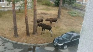 Свидетелями необычной дуэли стали жители одного из городов Пензенской области