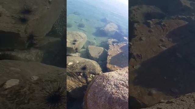 Морские ежи! Красное море и брачный сезон морских ежей! Вы знаете  чем полезны морские ежи?