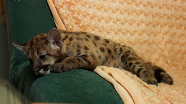 РЕАКЦИЯ ПУМЁНКА НА ВОЗВРАЩЕНИЕ АРСЛАНА смотреть онлайн